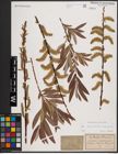 Foto von Salix daphnoides Vill. x Salix eleagnos Scop.
